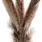 Pheasant Feather Picks by Ashland&#xAE;